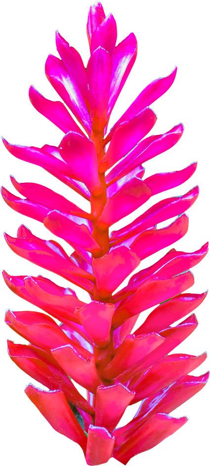 Tropical Pink Plant Isolated
